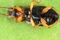 Stenolophus skrimshiranus