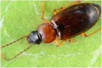 Stenolophus skrimshiranus