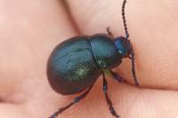 Timarcha goettingensis