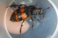 Nicrophorus vespillo