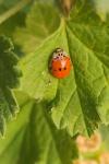 Adalia decempunctata