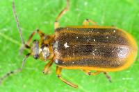 Galerucella nymphaeae