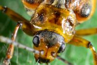 Galerucella nymphaeae