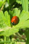 Coccinella septempunctata