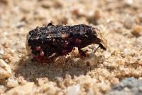 Platyrhinus resinosus