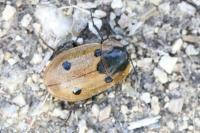 Dendroxena quadrimaculata