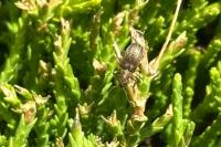 Pachyrhinus lethierryi