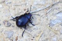 Timarcha goettingensis