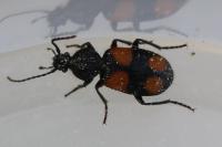 Panagaeus bipustulatus