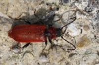 Pyrrhidium sanguineum