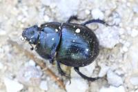 Anoplotrupes stercorosus