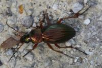 Carabus auratus