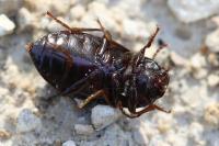 Nalassus laevioctostriatus