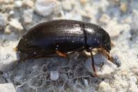 Nalassus laevioctostriatus