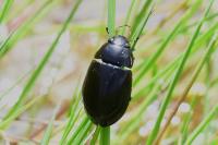 Hydrochara caraboides