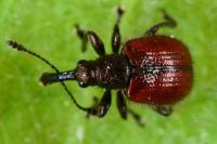 Tatianaerhynchites aequatus