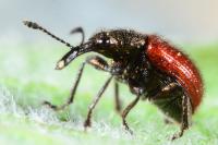 Tatianaerhynchites aequatus