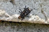 Platyrhinus resinosus