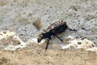 Platyrhinus resinosus