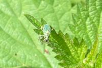 Phyllobius pomaceus
