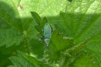 Phyllobius pomaceus