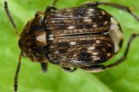 Bruchus pisorum