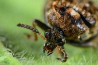 Bruchus pisorum