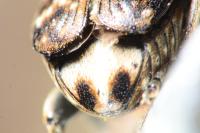 Bruchus pisorum