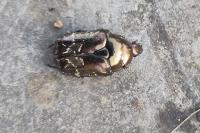 Potosia cuprea