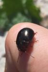 Chrysolina bankii