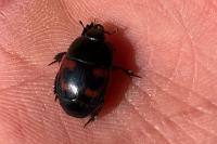 Hister quadrimaculatus