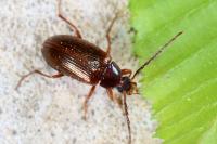 Gonodera luperus