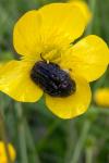 Oxythyrea funesta