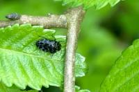 Trachys minutus