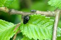 Trachys minutus