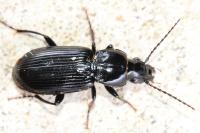 Pterostichus anthracinus
