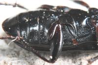 Pterostichus anthracinus