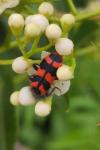 Trichodes alvearius