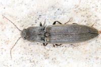 Agriotes pilosellus