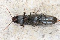 Agriotes pilosellus