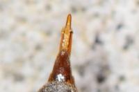 Agriotes pilosellus