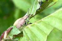 Phyllobius pyri