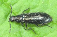 Dasytes caeruleus