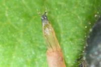Dasytes caeruleus