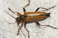 Cortodera humeralis