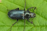 Platycerus caraboides