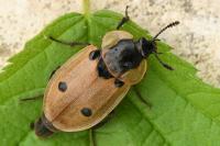 Dendroxena quadrimaculata