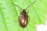 Gonodera luperus