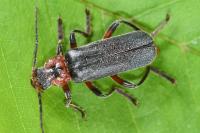 Cantharis rustica
