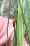 Cantharis